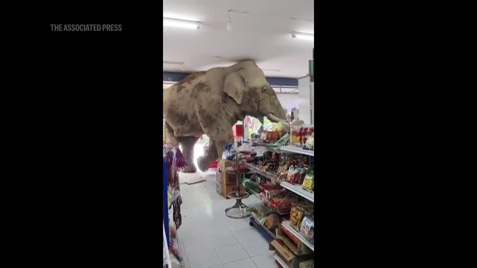Elefante é flagrado 'invadindo' loja e comendo nove pacotes de